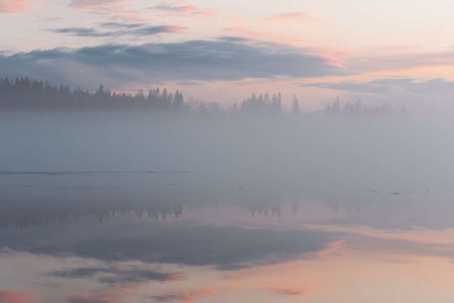 En dimmig sjö med skog i bakgrunden, himlen och havet går i rosa och grått.