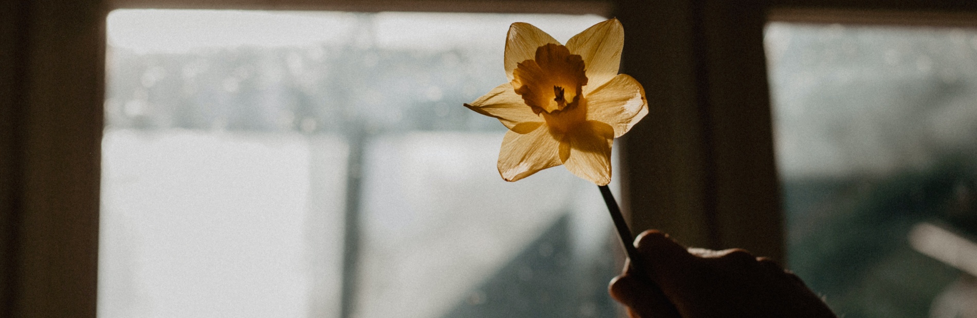 Hand håller upp en gul narciss mot ljuset från ett fläckigt fönster.