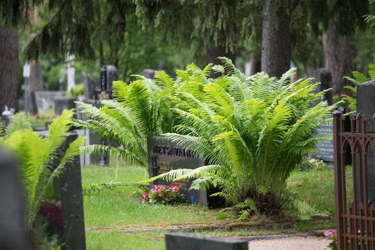 Ormbunkar runt grav på begravningsplats.