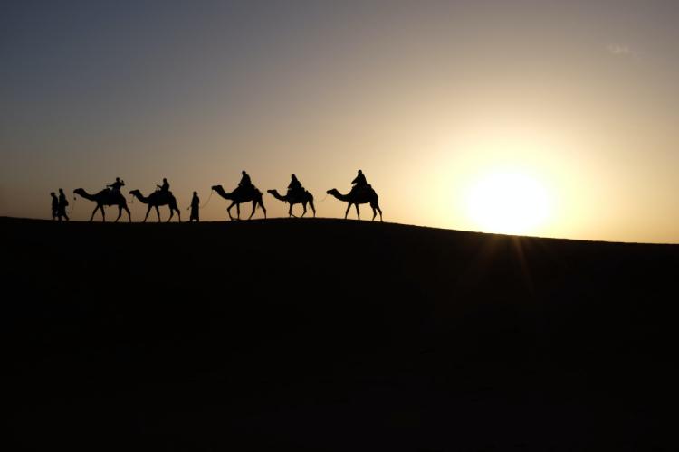 Kameler med ryttare i motljus på sanddyn.