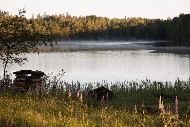 Lupiner vid en sjö