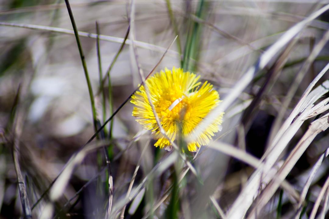 Tussilago