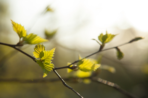 Small leaves in spring.