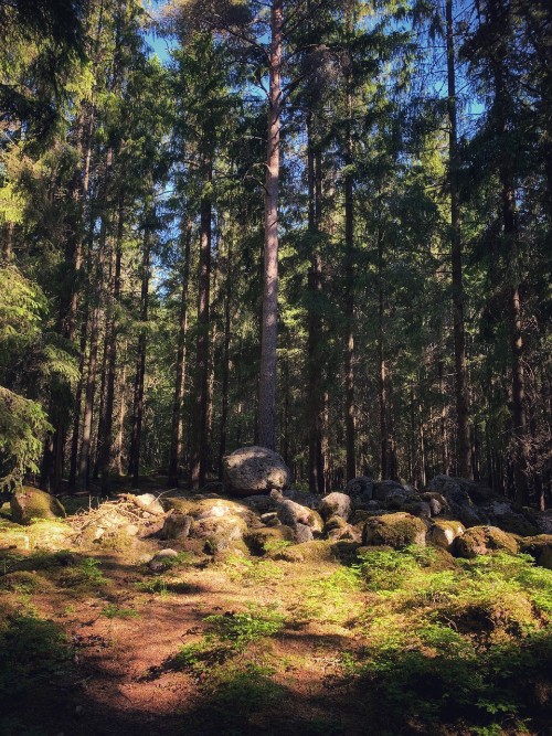 Deep forrest, pine trees, pile of stones, old ancient cemetary, holy place