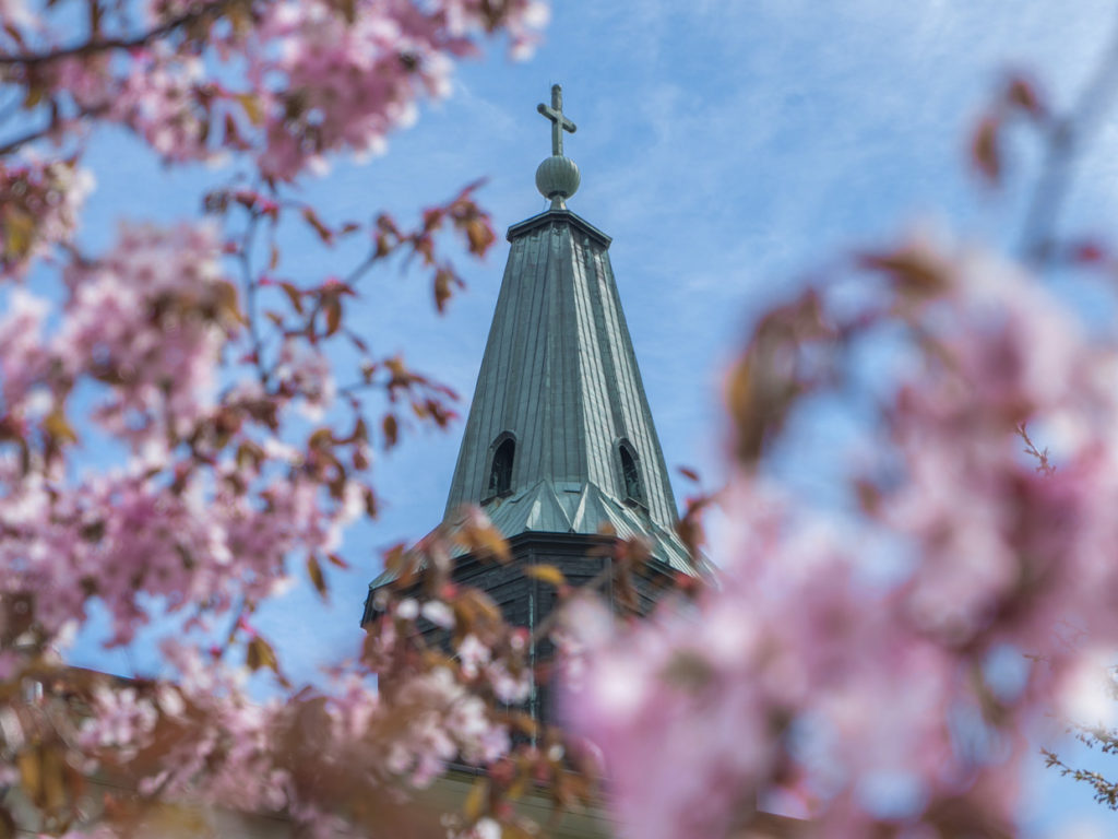 Kuvassa kirkon torni vaaleanpunaisin kukin kukkivien puiden keskellä.