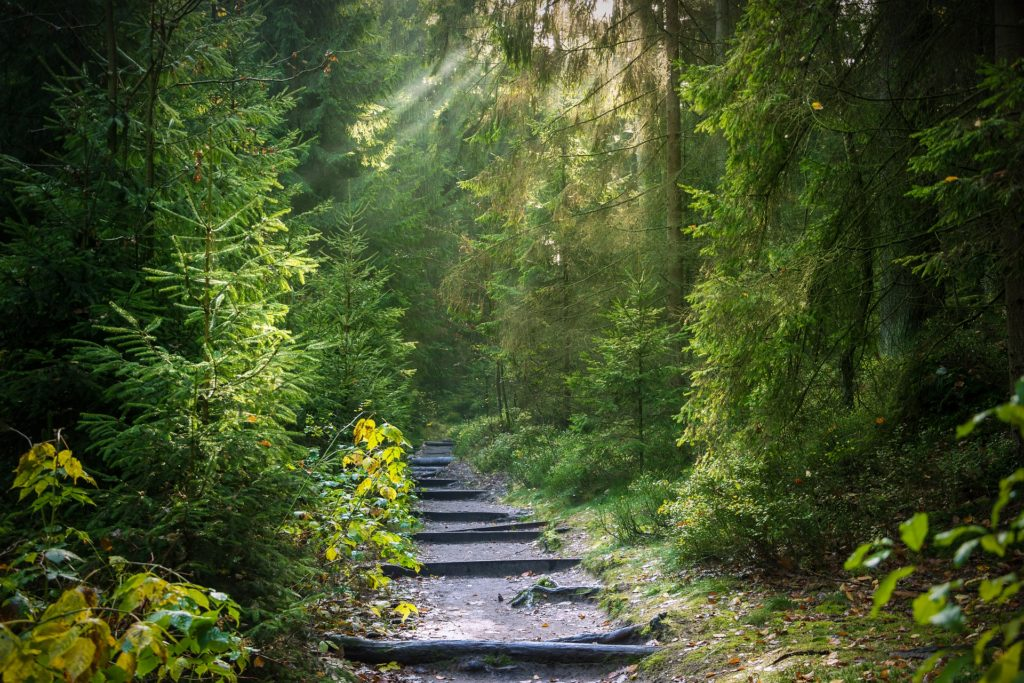 En stig i en grön skog. Solens strålar skimrar mellan löven. 