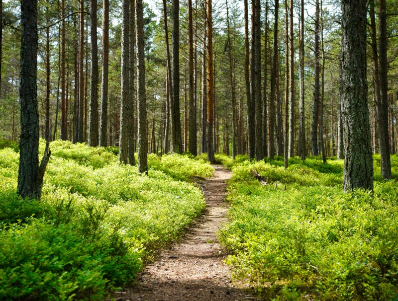 En skog med trädstammar och en stig som leder in.