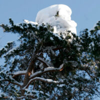 Snö i trädtoppar och blå himmel.