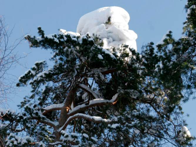 Snö i trädtoppar och blå himmel.