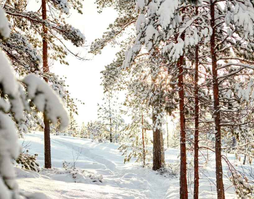 Sol i snötäckt skog.