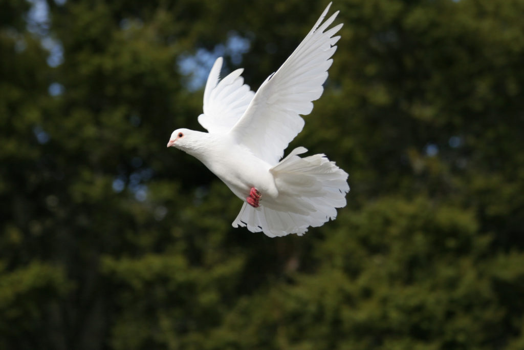 En vit duva flyger med utsträckta vingar.