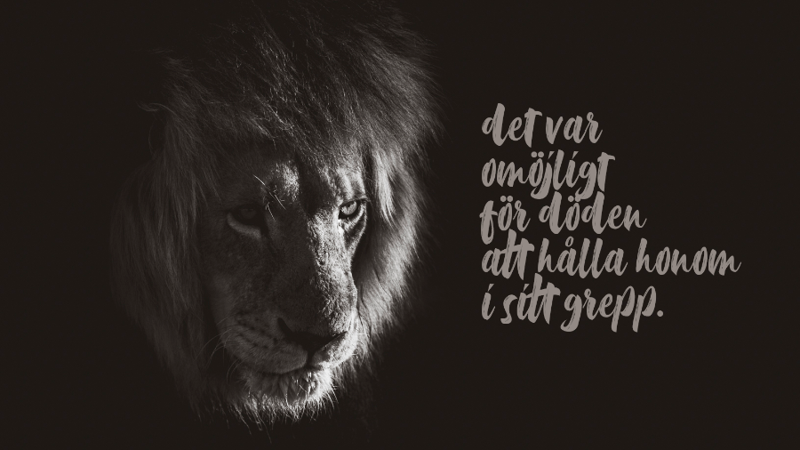 Ett lejon mot svart bakgrund och texten Det var omöjligt för döden att hålla honom i sitt grepp.
