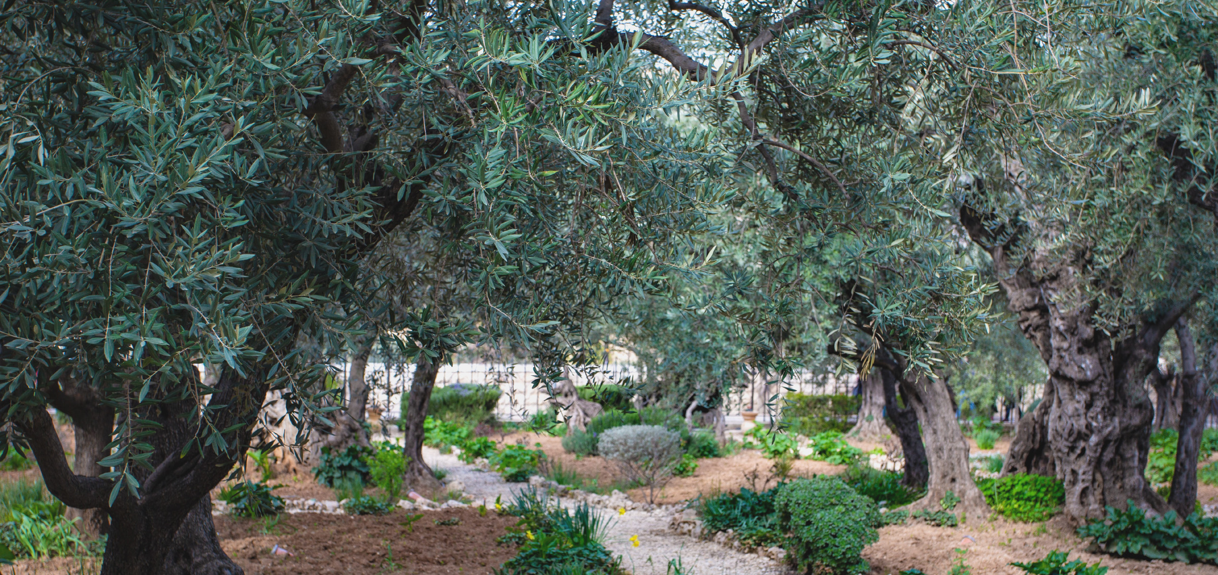 Trädgård med knotiga olivträd.