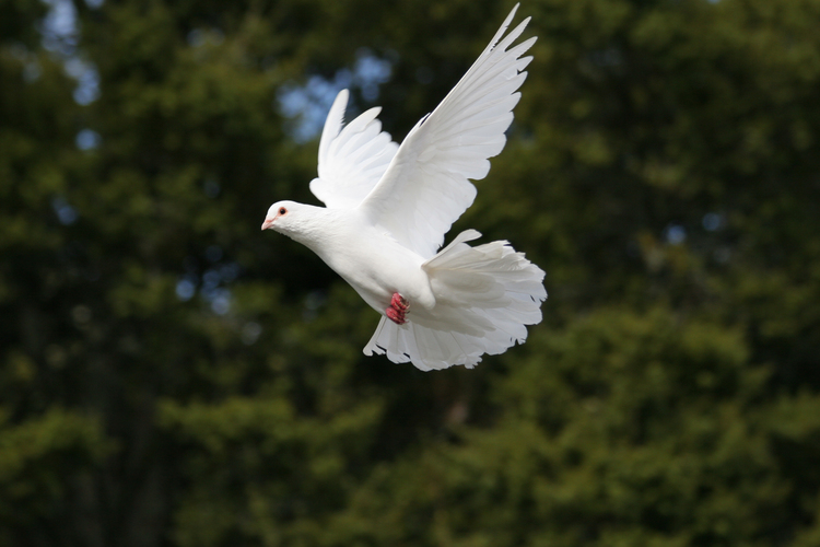 Beautiful white dove in flight, wings outstretched. Dark green tree background.