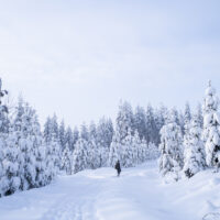 Luminen suomalainen metsä, jossa näkyy ihmisen kävelevän.