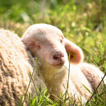 Suloinen karitsa nojaa isompaan lampaaseen ruohikossa.