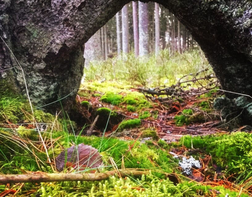 En böjd trädstam bildar en tunnel över mossan.